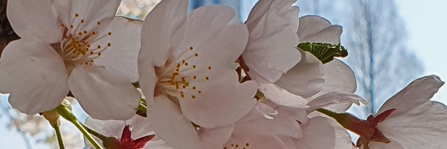 TheWriterToBe's profile banner image