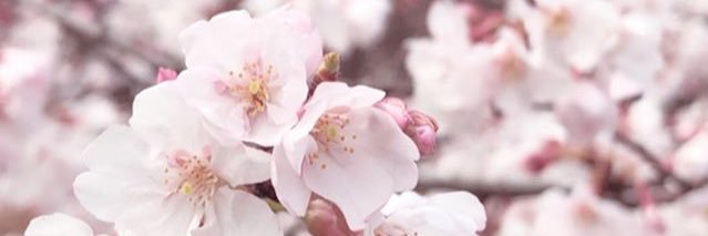 chiosangayispil's profile banner image
