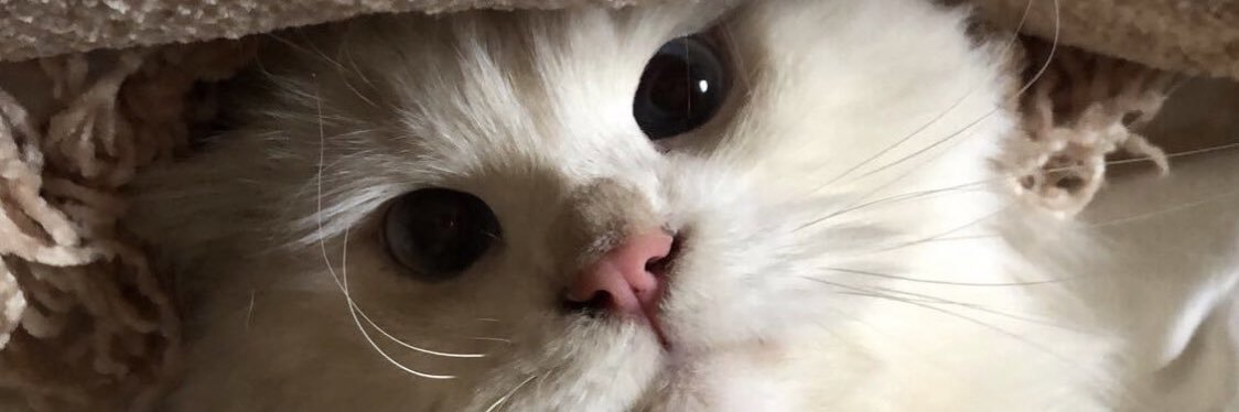 iv_n18's profile banner image