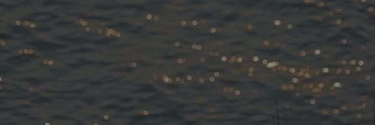 pheebs banner