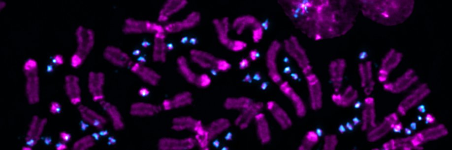 Hanlon Lab banner
