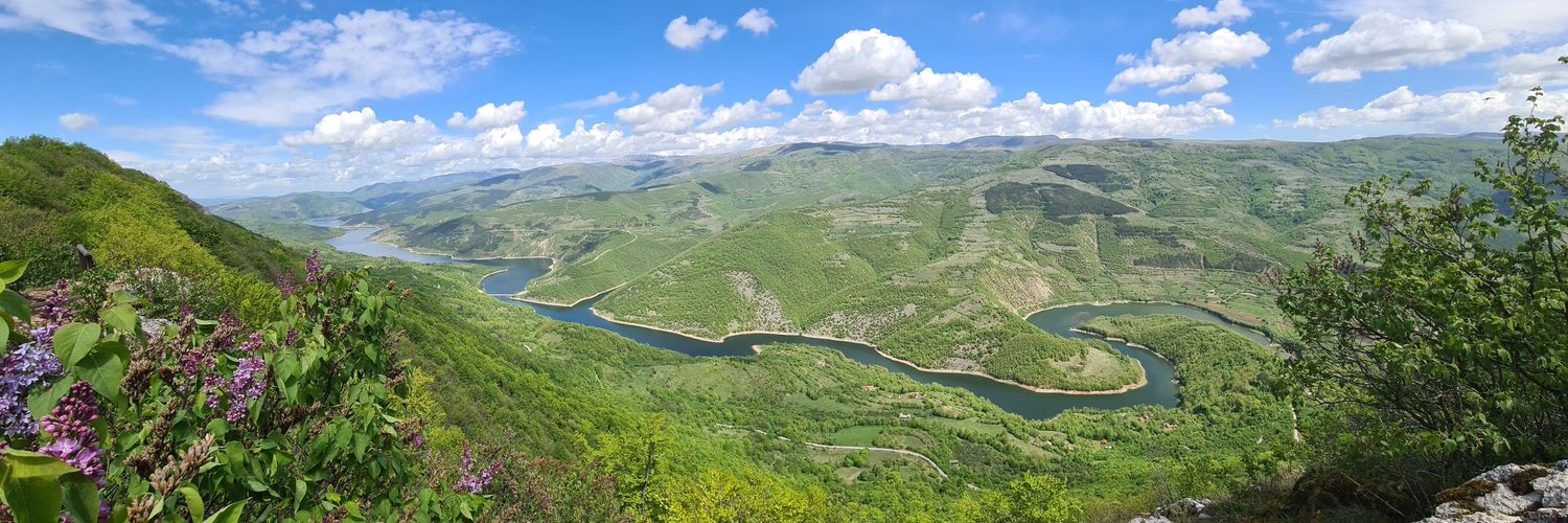 Jelena Todorović Bojović banner