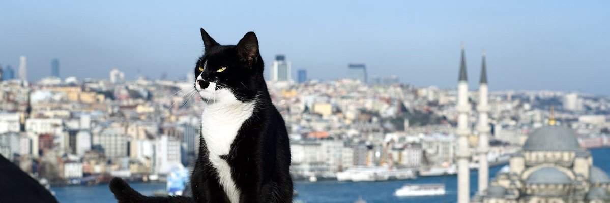 Mechudito2's profile banner image
