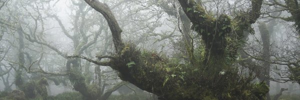 nelsphere Profile Banner