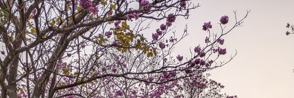 nayyhah Profile Banner