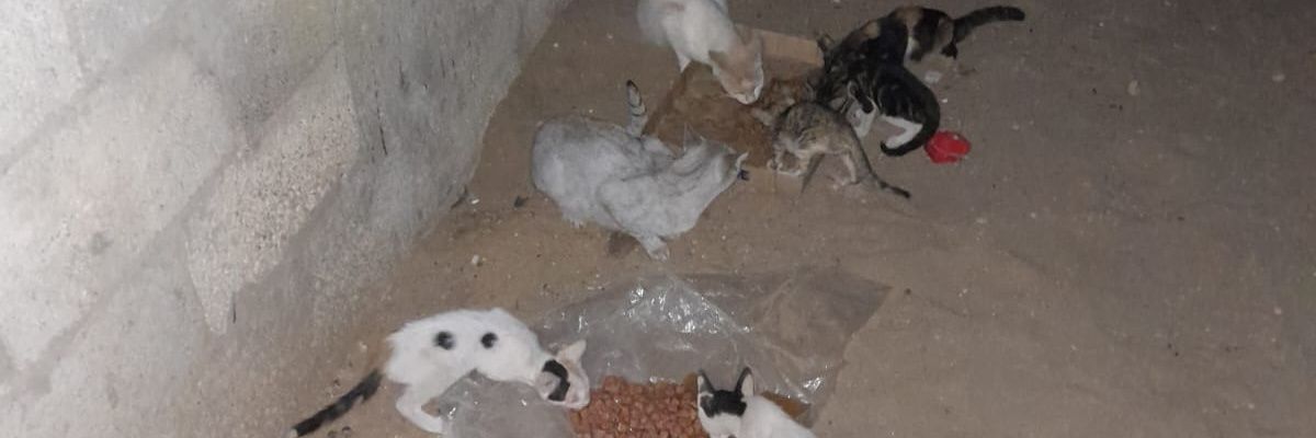 🫂❤️‍🩹Aboud 🇵🇸Gaza🇵🇸 🐾animal lover🐾's banner