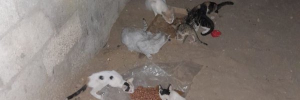 Cats2Save Profile Banner