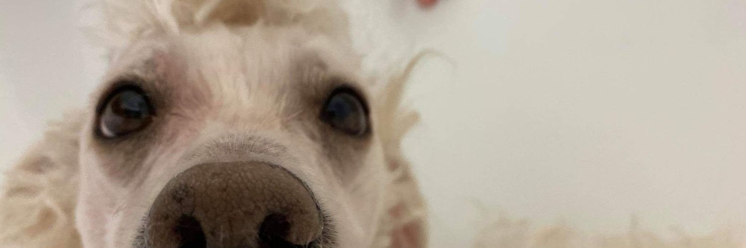 djodymohy's profile banner image