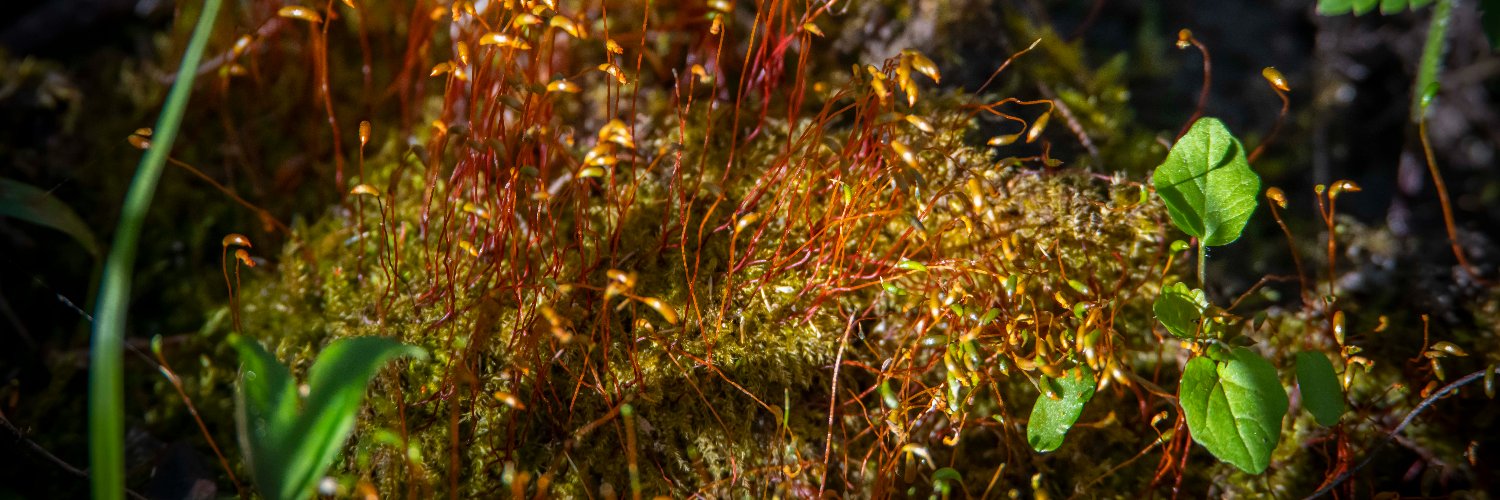 Ice Age Trail banner