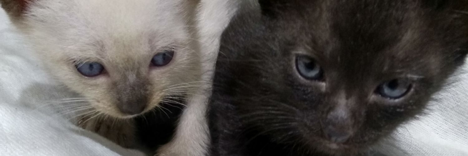 ImJenniferJohn's profile banner image