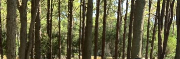 rohuergo's profile banner image