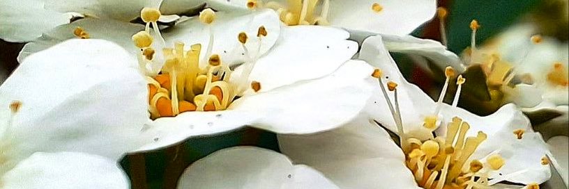 Lady_Walder's profile banner image