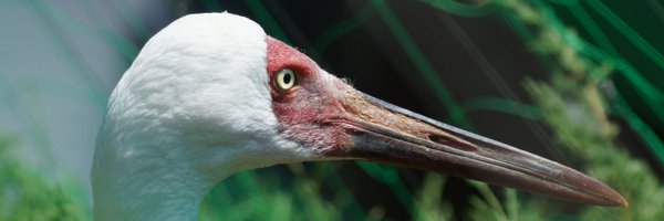 SomniosusW Profile Banner