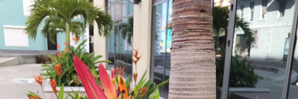 fiore_tracy's profile banner image