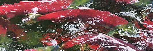 Cherry🍒|| 💎TEAM CRYSTALS💎's banner