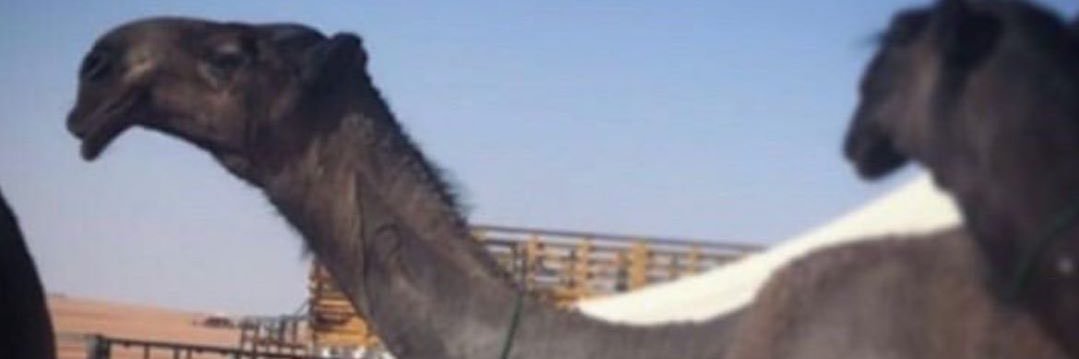 مدباج banner
