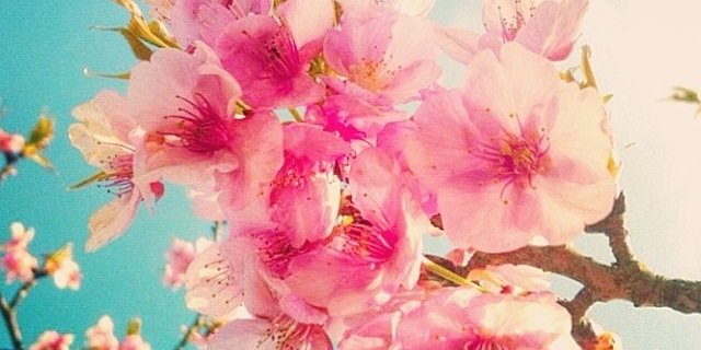 vinharocha's profile banner image