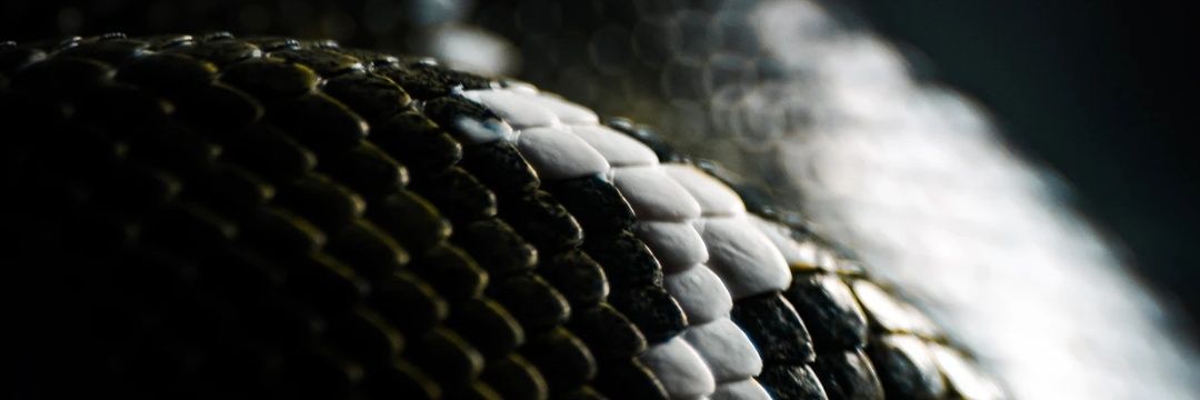 เอโอรีน ราล์สเตน 🐍 (ศิษย์เก่างานเดือด แต่เดมได้)​ banner