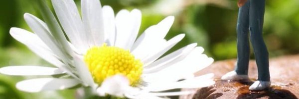 AliceInW8 Profile Banner