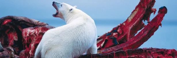 e-HexhaustedBear banner