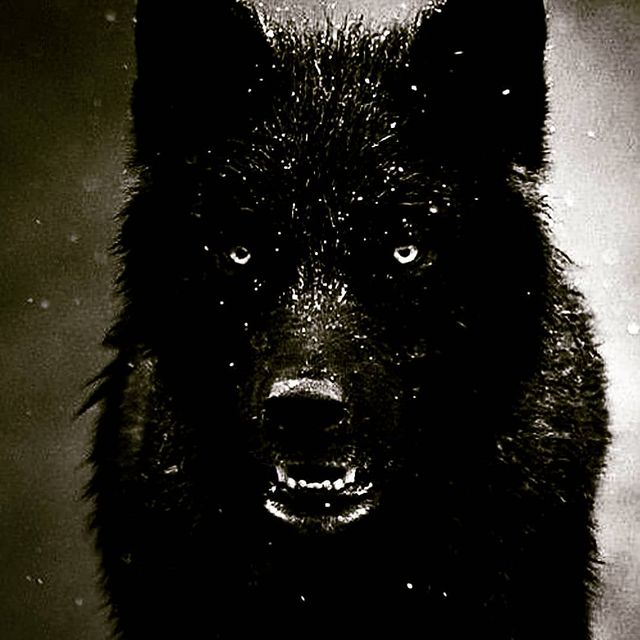 Wolf banner