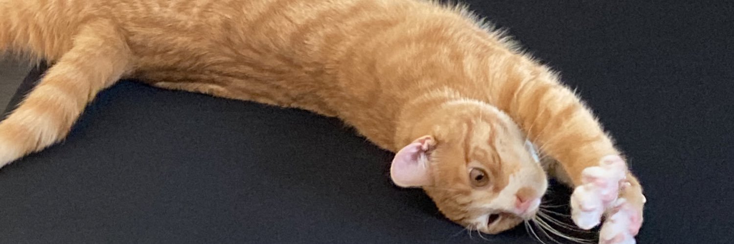 cube & mimi 🧡 freckol's banner