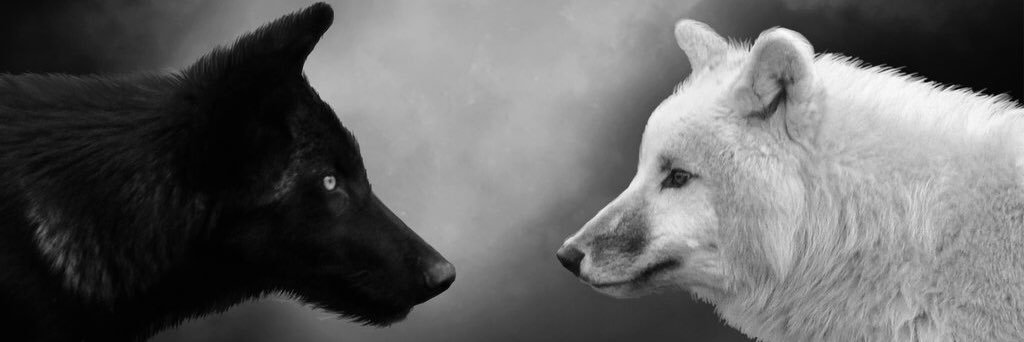 The_Panda429's profile banner image