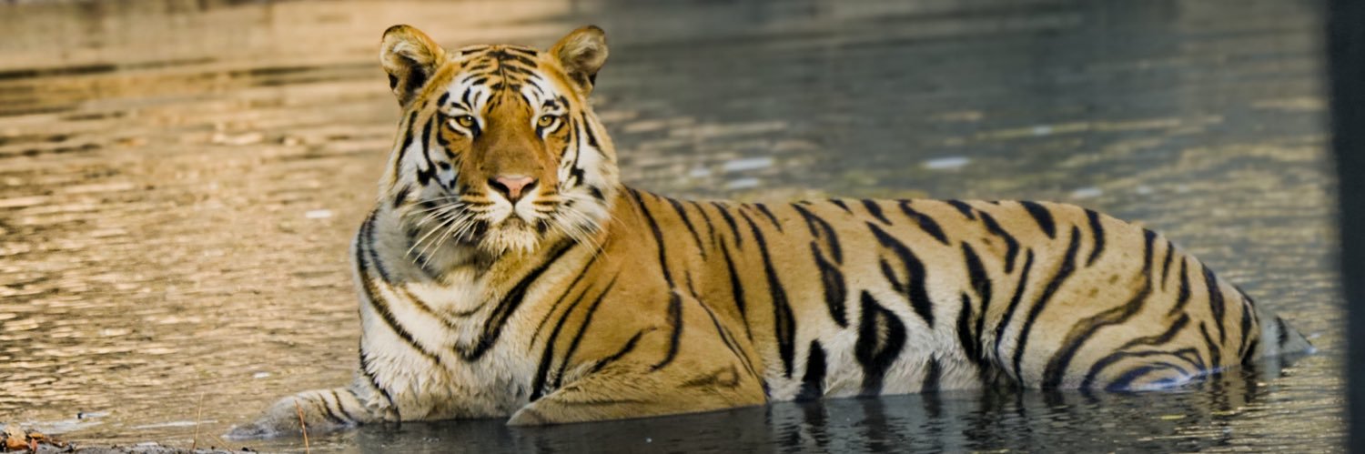 samirambrale's profile banner image