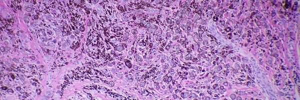 LinskeyKaty Profile Banner