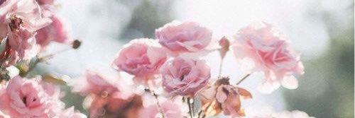 danielita_tu's profile banner image