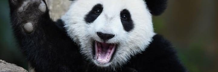 Le K miauleur. banner