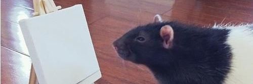cmontanni's profile banner image