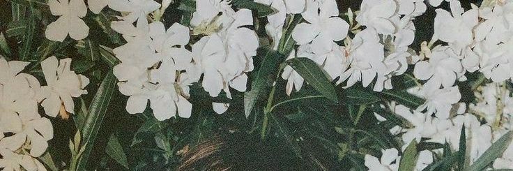 Deon Antares banner