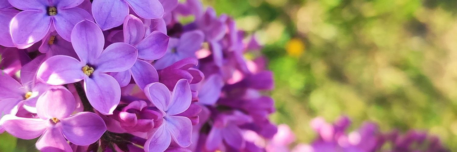 nata_orvi's profile banner image
