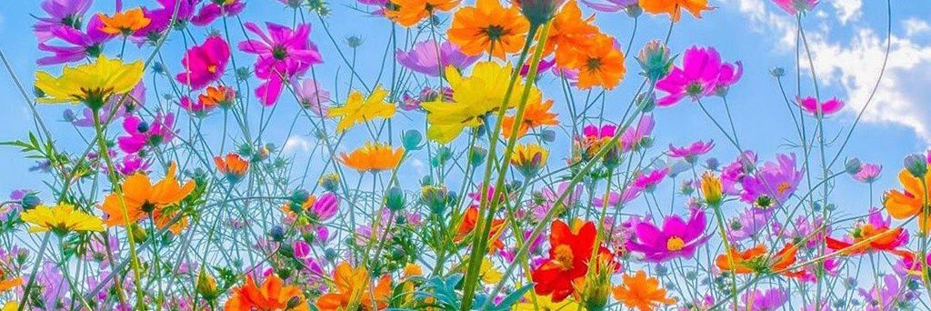 Wildflower's banner