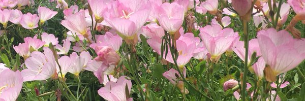 nessiewil Profile Banner