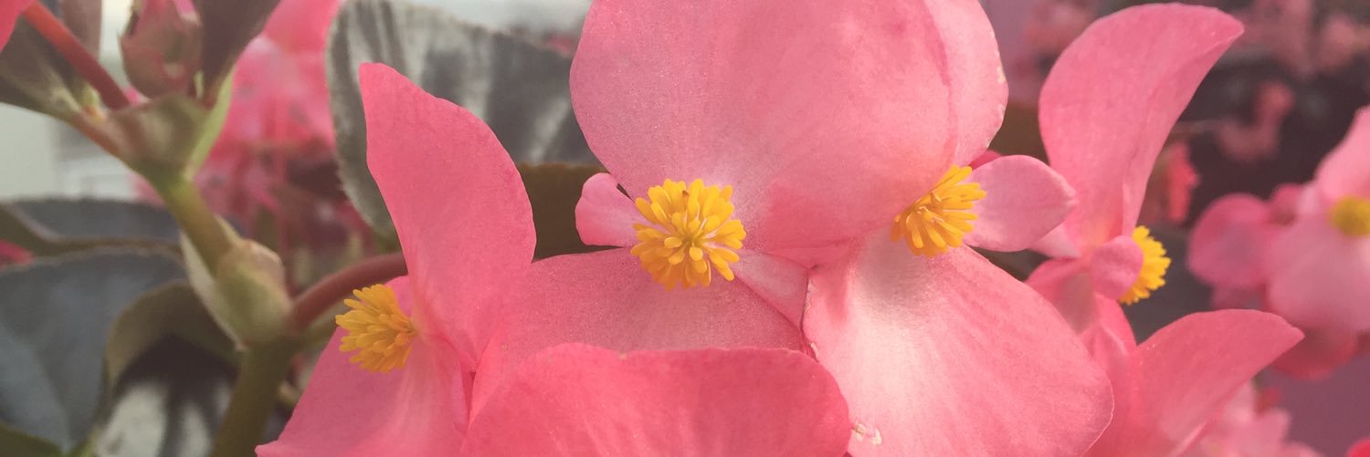 PanAmerican Seed banner