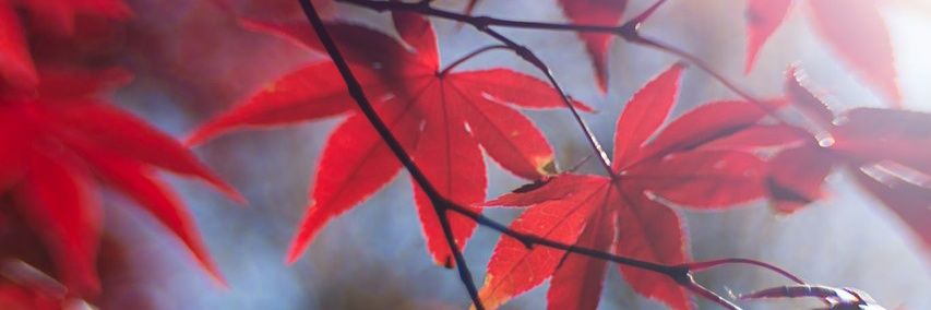 kenshin_007's profile banner image