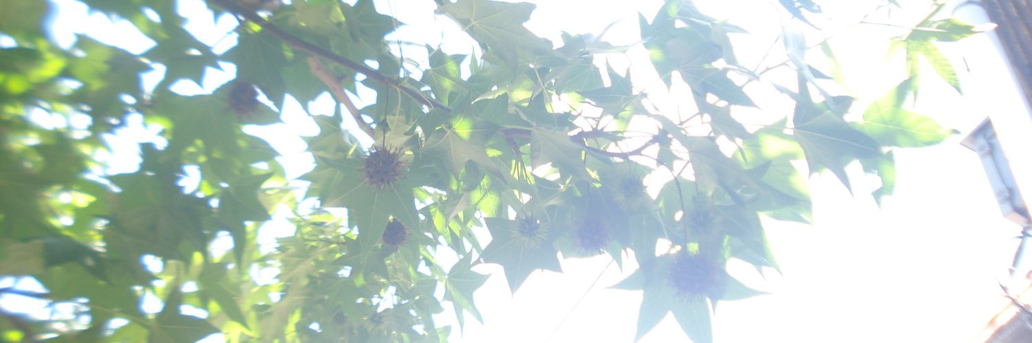 CaelleMorie's profile banner image