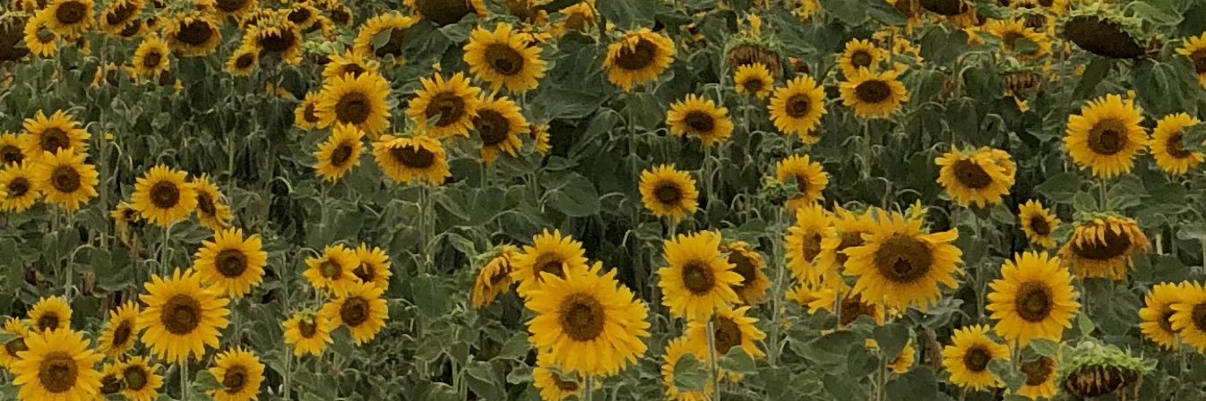 Catherine R. Counts banner