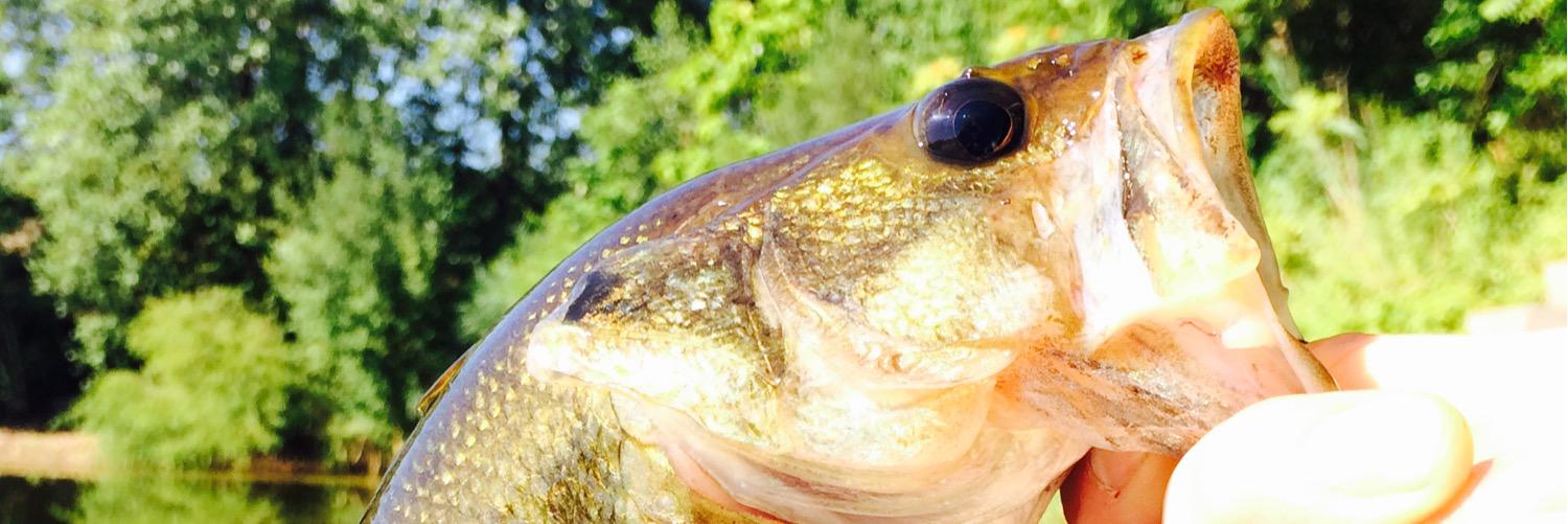 jcavebear's profile banner image