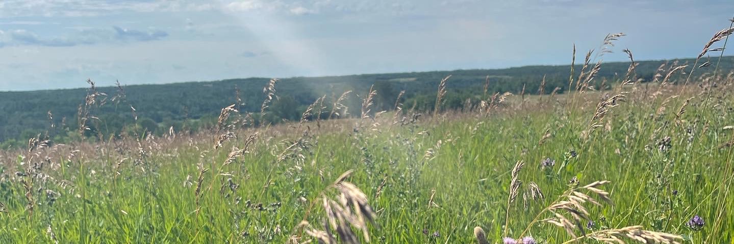 Emma banner