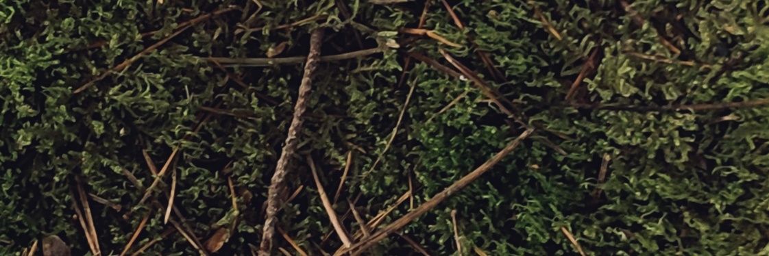 saramsff's profile banner image