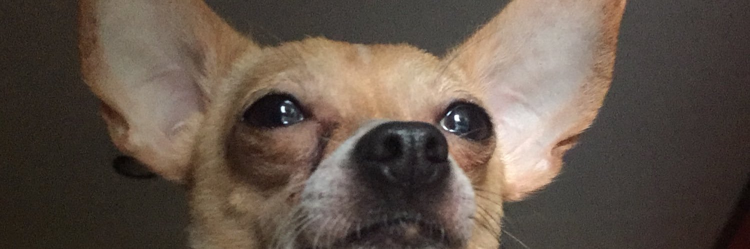 dingo_verde's profile banner image