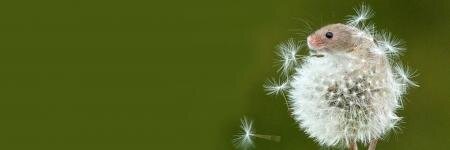 joyintorah18's profile banner image