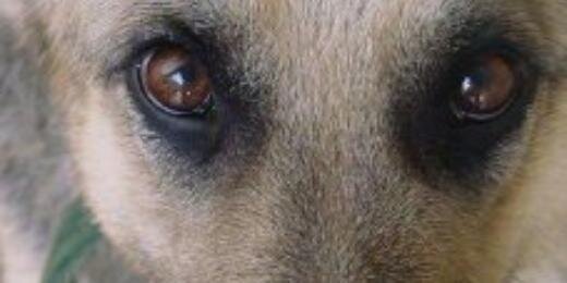 musicdogproyect's profile banner image