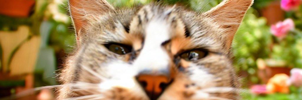 FernandoSuescum's profile banner image
