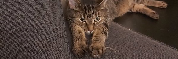 addaleax Profile Banner