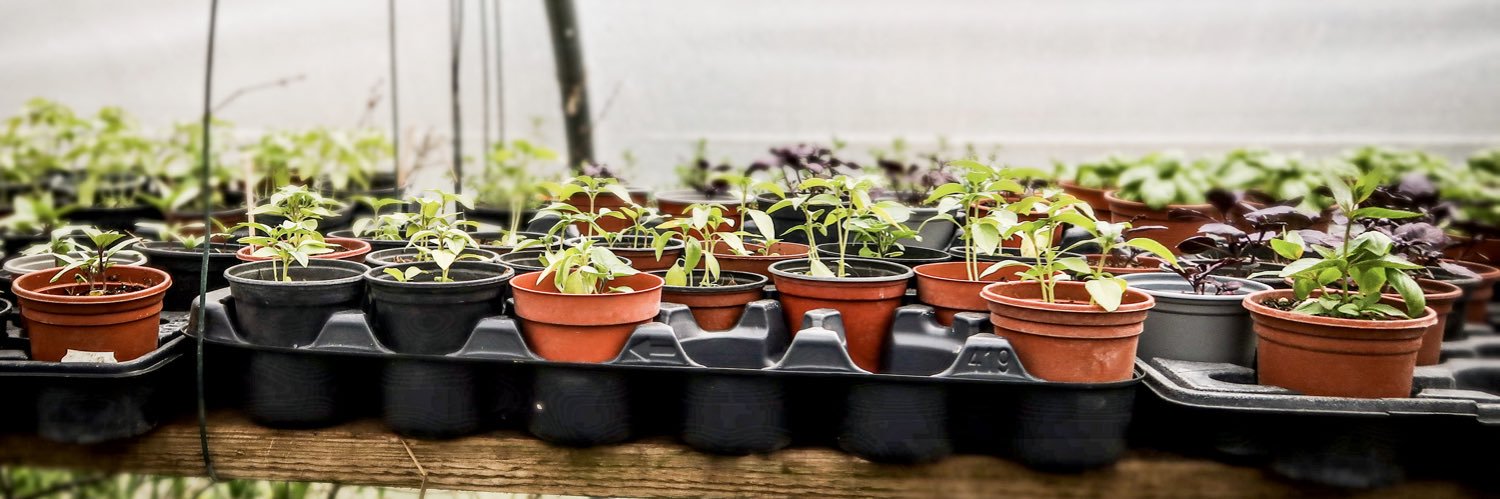 Danny Braverman SFHEA FRSA (he/him) banner