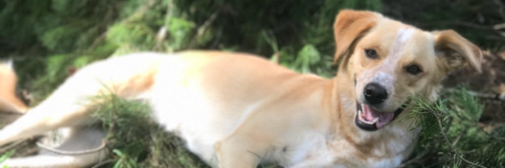RayMcFe's profile banner image